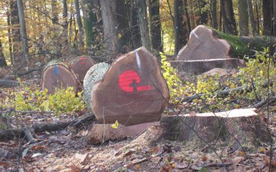 Consommons plus de bois. Choisissons celui d’ici et payons-le mieux.