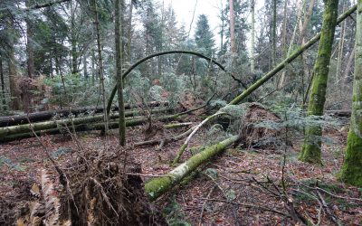 Tempêtes hivernales de début 2018 : près de 1,3 million de mètres cubes de bois au sol