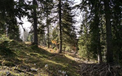 La Fondation Suisse pour le Climat soutient le rajeunissement de forêts trop âgées