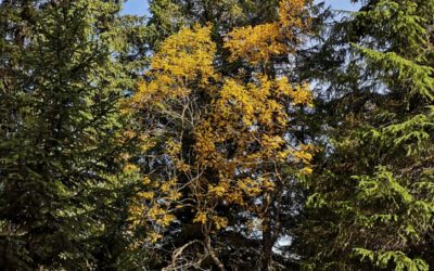 Une succession d’étés secs a affaibli les forêts suisses