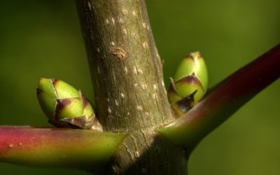 Hivers trop doux : quelles conséquences pour les arbres ?