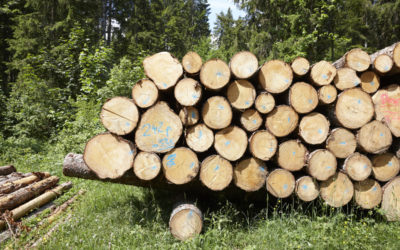 La situation actuelle du marché du bois en Suisse