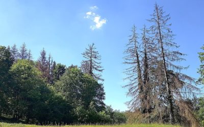 L’épidémie de bostryche s’aggrave dans le Jura