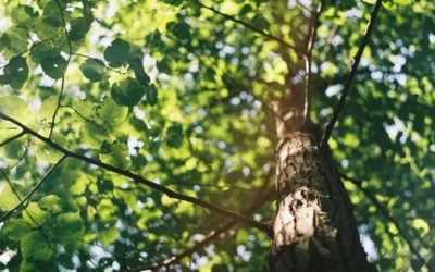 Les forêts suisses se portent mieux qu’il y a huit ans