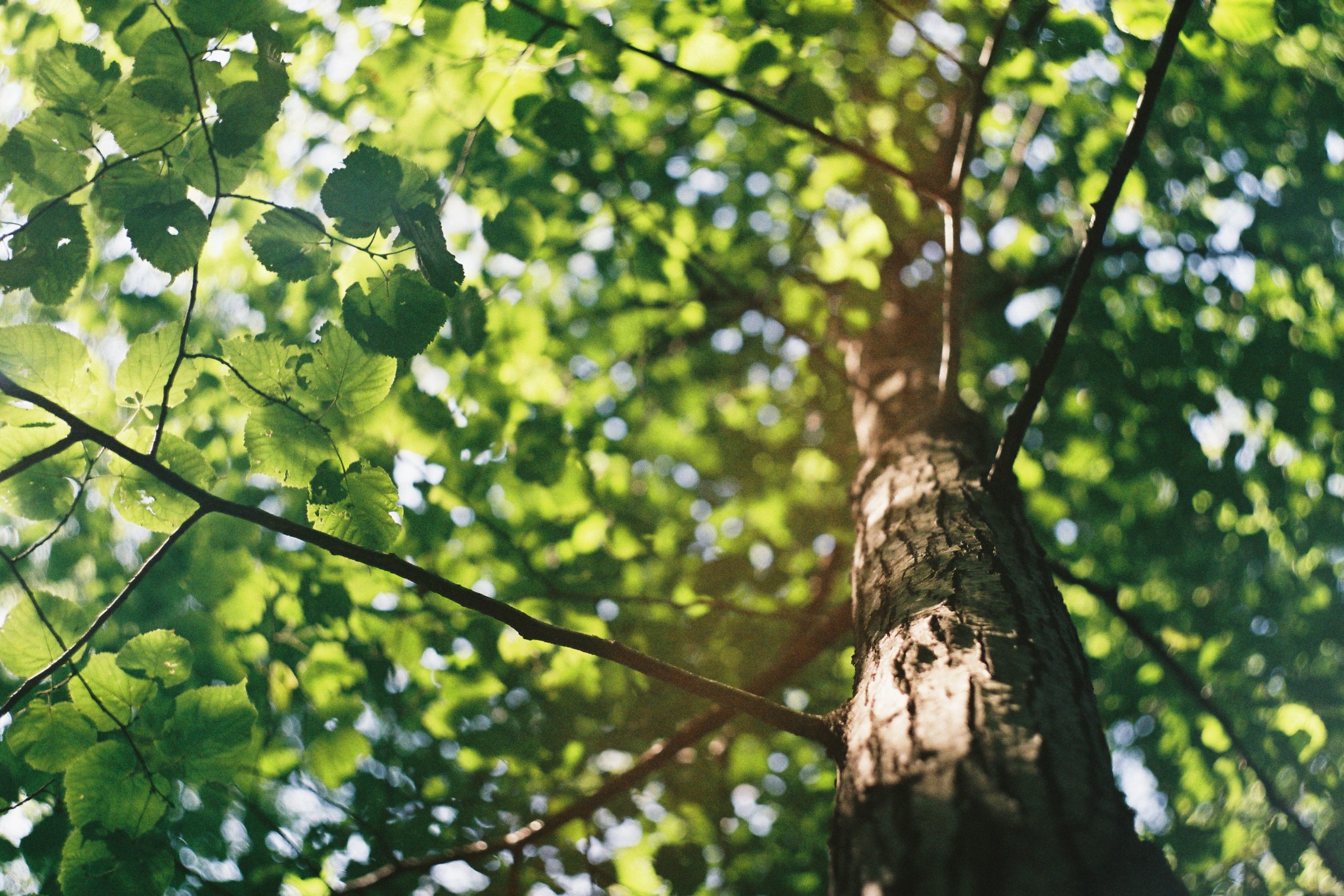 macro shot photography of tree during daytime