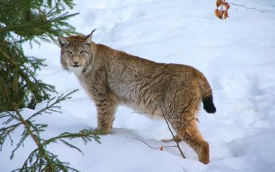 La SFS dit non à la révision de la loi sur la chasse