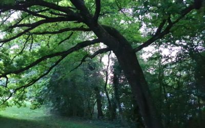 Contribution à l’histoire récente de la protection des arbres à Genève