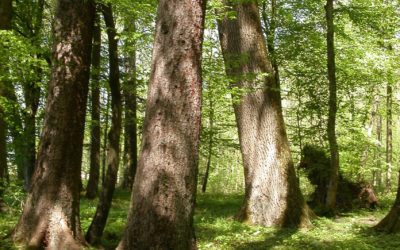 Forêts suisses : un cas particulier en Europe