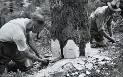 ForêtSuisse : 100 ans au service de la forêt