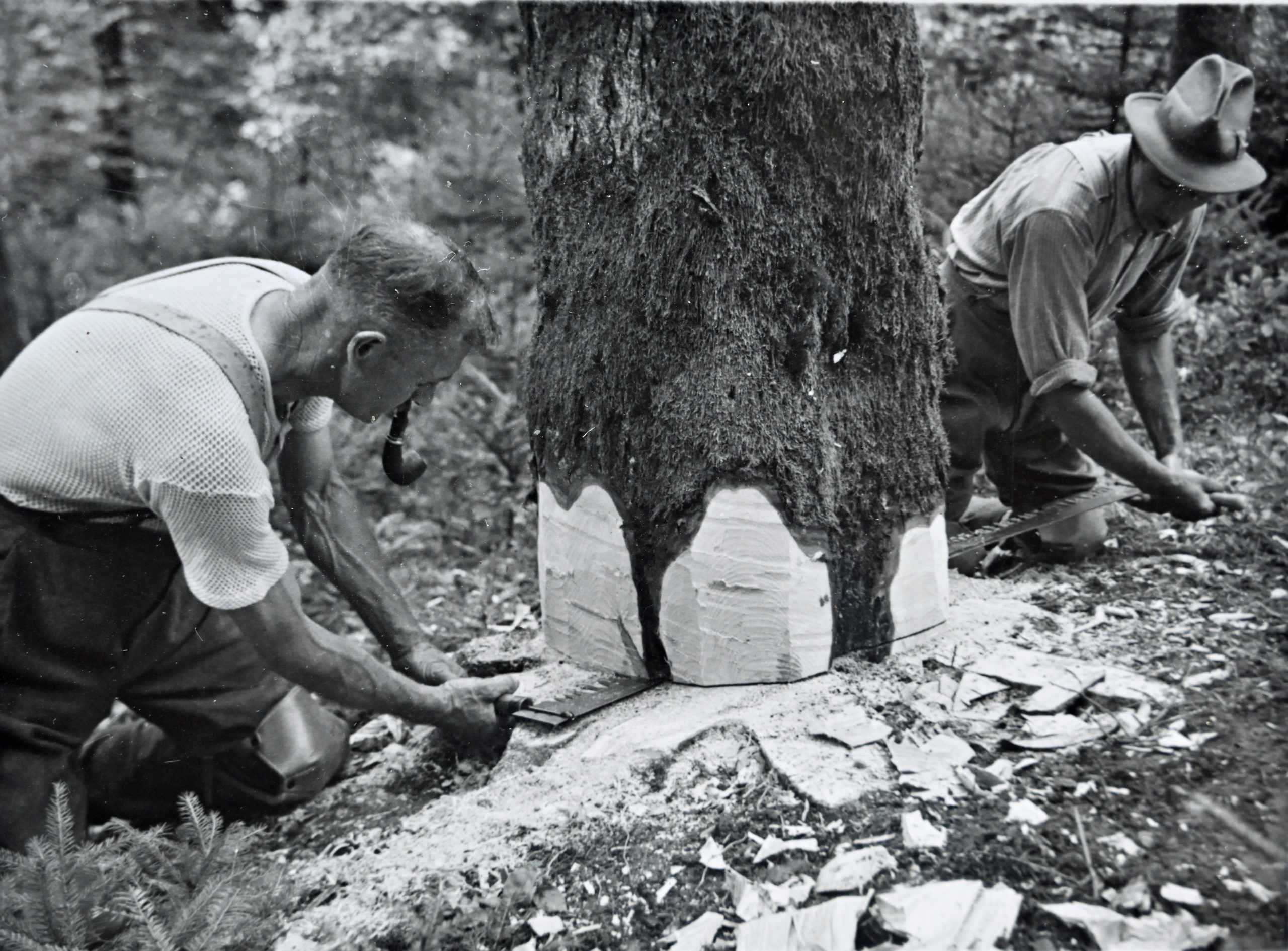 Deux bûcherons abattant un arbre à la scie passe-partout en 1963. Photo ForêtSuisse