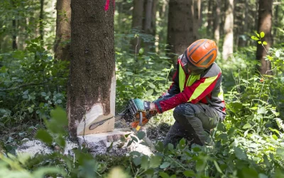 Comment demander du bois suisse dans les marchés publics ?