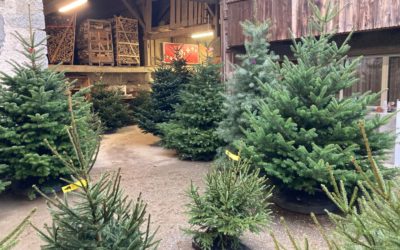 1,7 million de sapins de Noël sont vendus chaque année en Suisse