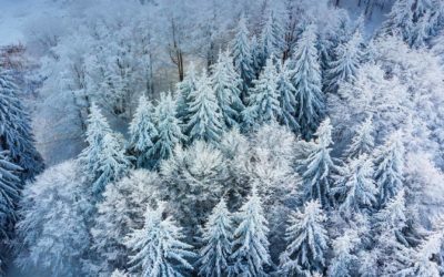 Adaptation de la forêt aux changements climatiques